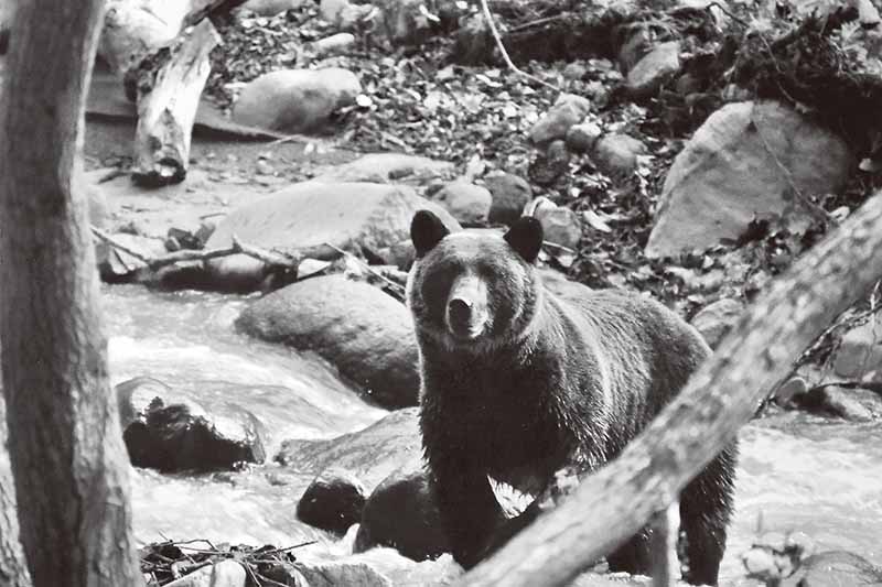 熊よけスプレー 渓流釣り 登山